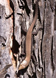 Algyroides marchi lizard 