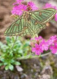 Graellsia isabellae butterfly