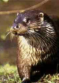 Otter