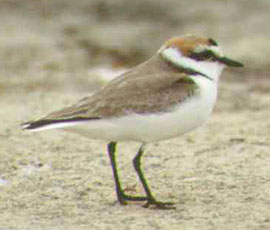 Plover
