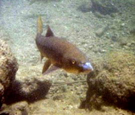 Barbel