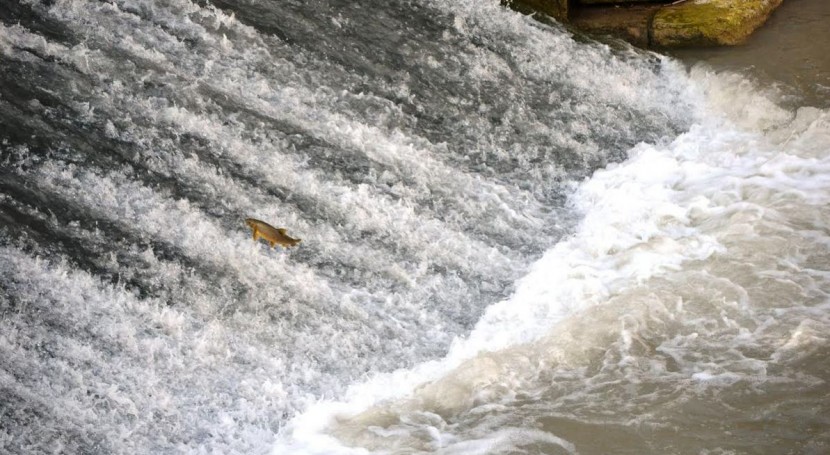 Ver la imagen en tamaño real. La CHS colocará una escala para peces en el azud de los Molinos del río Segura en la ciudad de Murcia