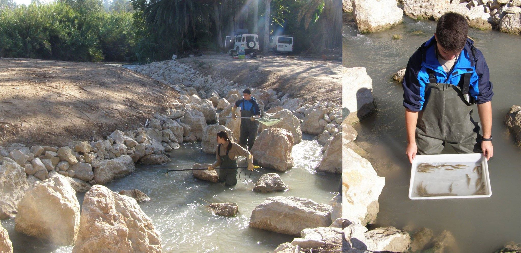 Ver la imagen en tamaño real. Más de 40 peces en el paso para peces del Azud del Menjú