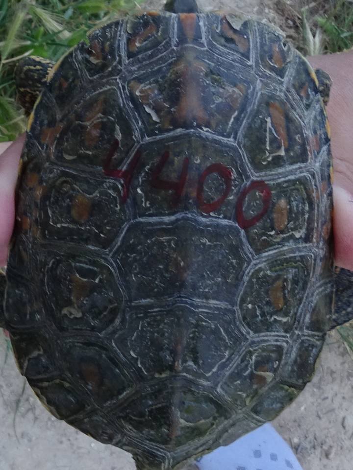 Ver la imagen en tamaño real. Alcanzamos los 400 galápagos marcados en el LIFE+SEGURARIVERLINK