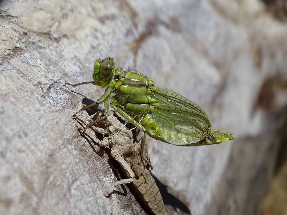 Ver la imagen en tamaño real. Detectamos la emergencia de Gomphus simillimus, una libélula escasamente conocida en la cuenca del Segura