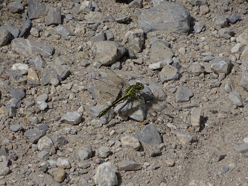 Ver la imagen en tamaño real. Detectada una nueva localidad de Gomphus simillimus en Abarán