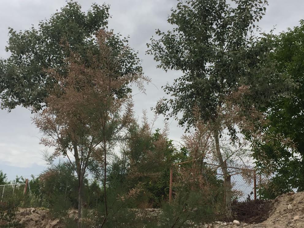 Ver la imagen en tamaño real. La Custodia del Territorio clave para el éxito de la recuperación del bosque de ribera