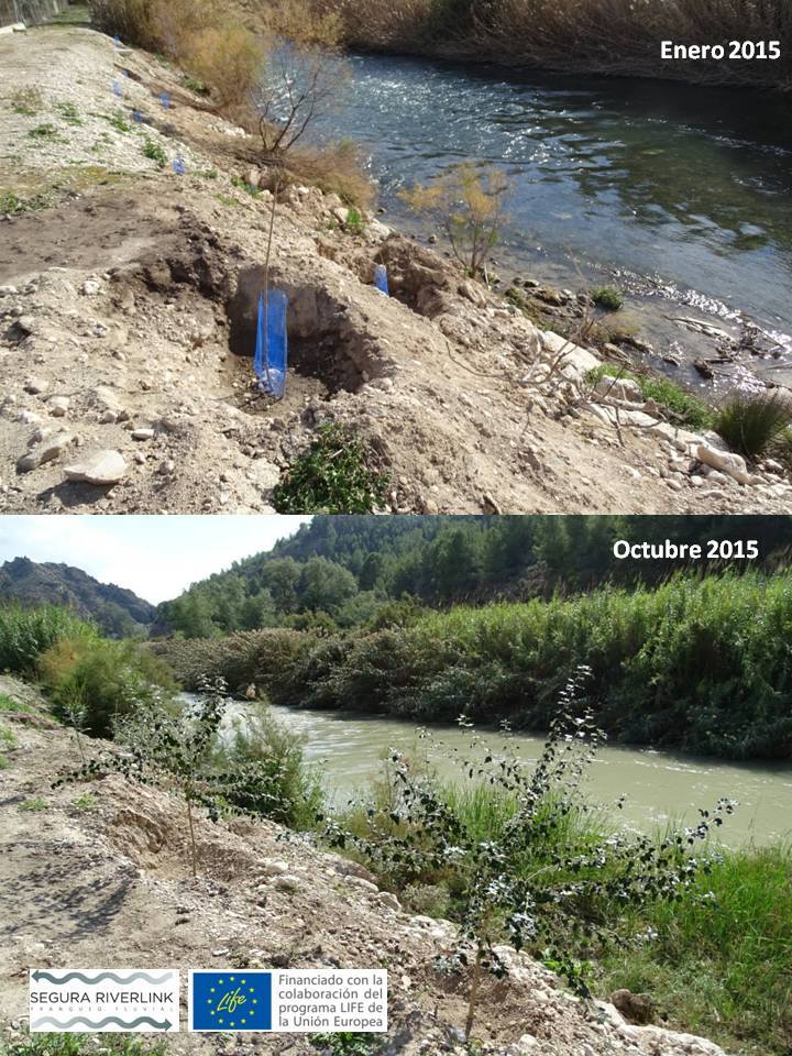 Ver la imagen en tamaño real. Extraordinarios resultados en Hoya de Don Garcia