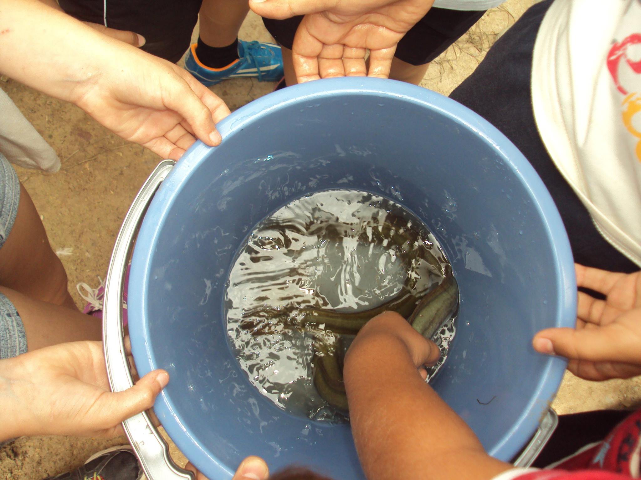 Ver la imagen en tamaño real. Una semana de eventos con el World Fish Migration Day