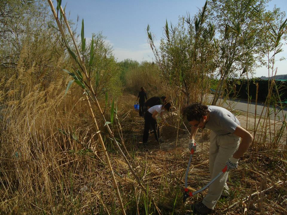 Ver la imagen en tamaño real. Voluntarios del LIFE +SEGURA RIVERLINK realizan tareas de mantenimiento en restauraciones del río Segura