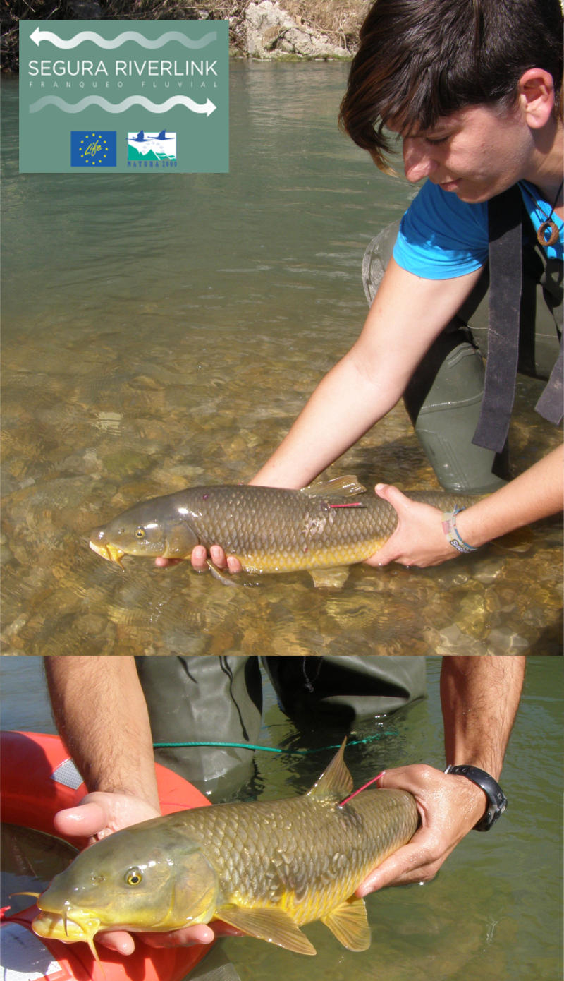 Ver la imagen en tamaño real. Iniciado el Programa de marcaje de peces del  LIFE+ SEGURA RIVERLINK