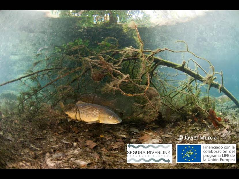 Ver la imagen en tamaño real. La Verdad publica las fotos subacuáticas obtenidas por Javier Murcia en el contexto del LIFE+SEGURARIVERLINK