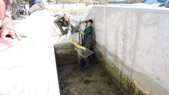 Ver la imagen en tamaño real. Capturado un barbo de gran tamaño en la escala de El Jarral construida por LIFE+SEGURARIVERLINK