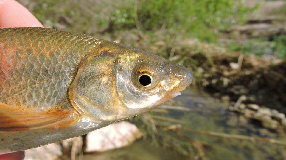 Ver la imagen en tamaño real. Los muestreos del LIFE+SEGURARIVERLINK en las escalas detectan peces en celo