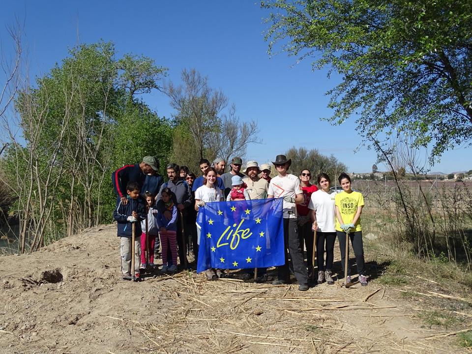 Ver la imagen en tamaño real. Ecologistas en Acción y ANSE plantan un bosque de ribera en el ámbito del voluntariado del LIFE+SEGURARIVERLINK