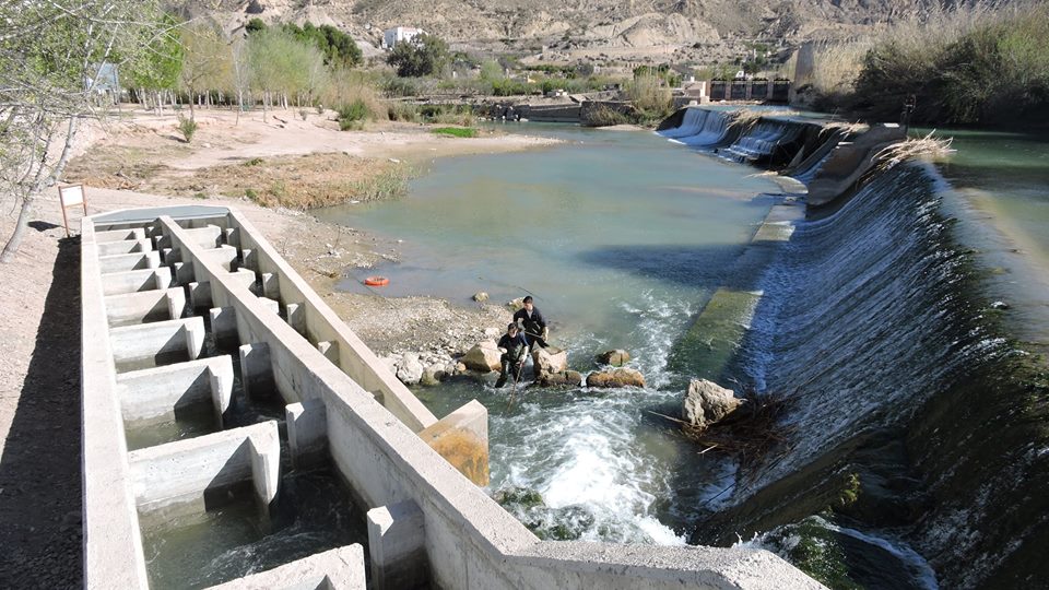 Ver la imagen en tamaño real. Ratas de agua en la escala de El Jarral