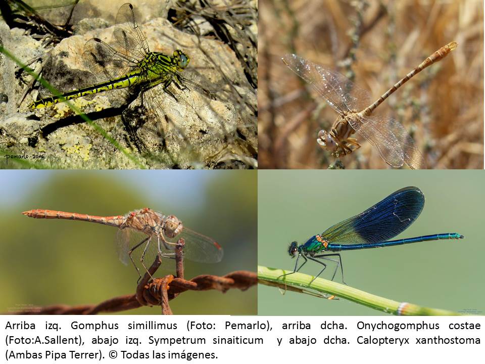Ver la imagen en tamaño real. El LIFE + SEGURA RIVERLINK pone de manifiesto la importancia del Río Segura para la conservación de las libélulas ibéricas