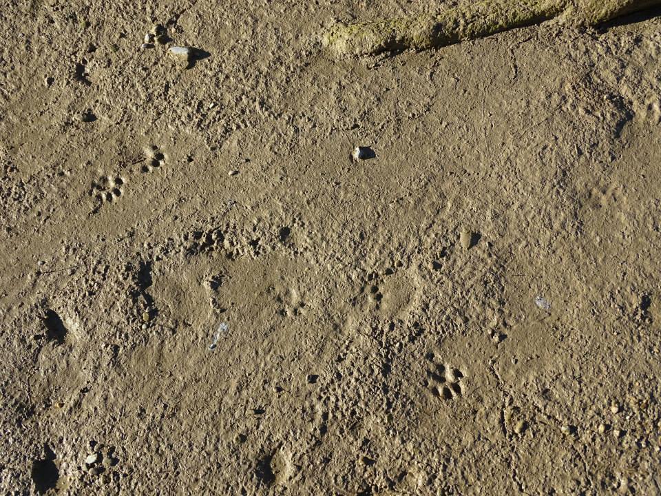 Ver la imagen en tamaño real. Seguimiento de la nutria en los escenarios del LIFE+SEGURARIVERLINK
