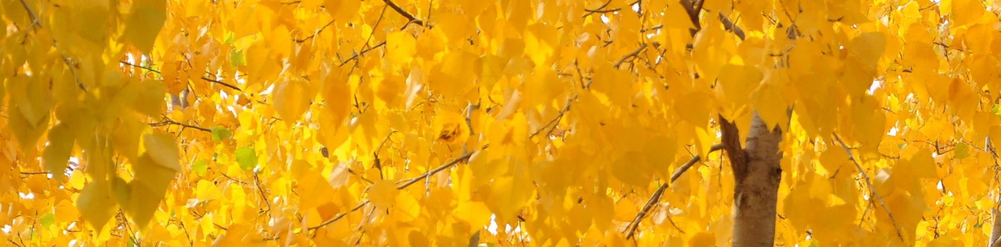 Otoño en la Rambla de Cuartos (Autor: Francisco Roselló)