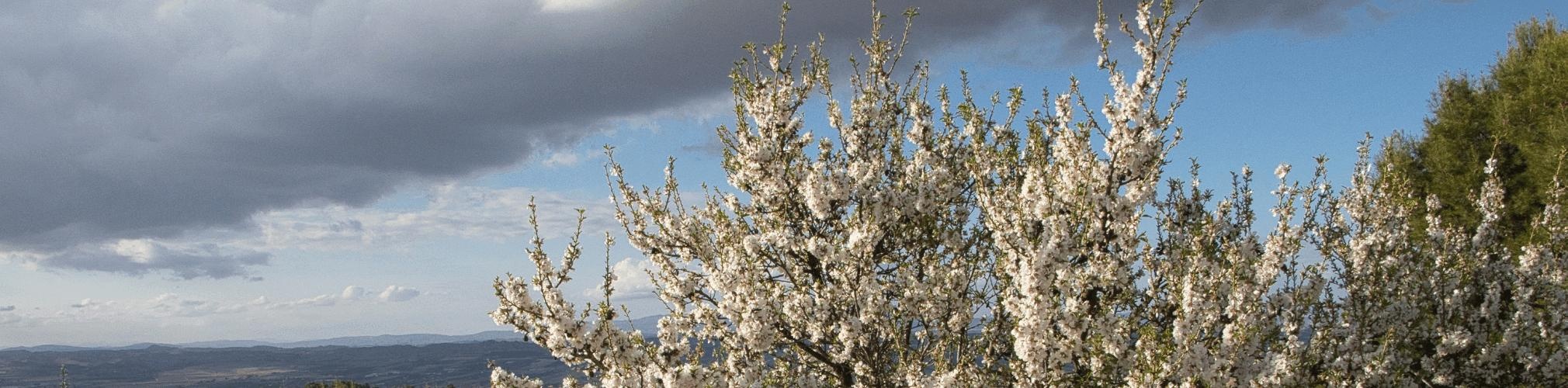 Almendro. Sierra de Carrascoy, Murcia (Autor: José Antonio Vera)