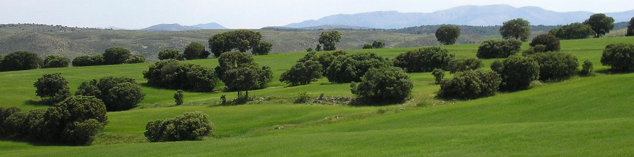 Cebada y encinas. Caravaca, Murcia (Autor: Lope Lorenzo)