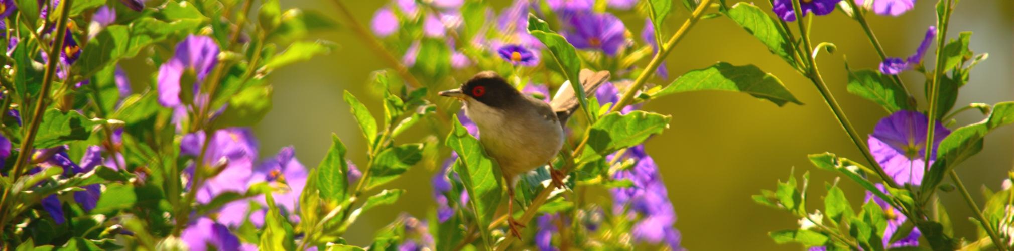 Curruca cabecinegra Sylvia melanocephala. La Arboleja, Murcia (Autor: Jaime Fraile)