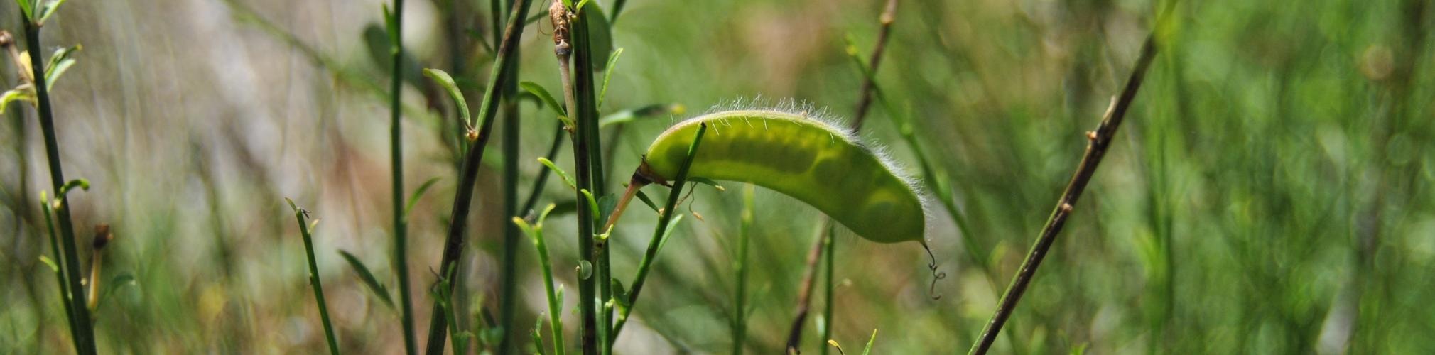 Cytisus reverchonii. Río Tus (Autor: Jaime Fraile)