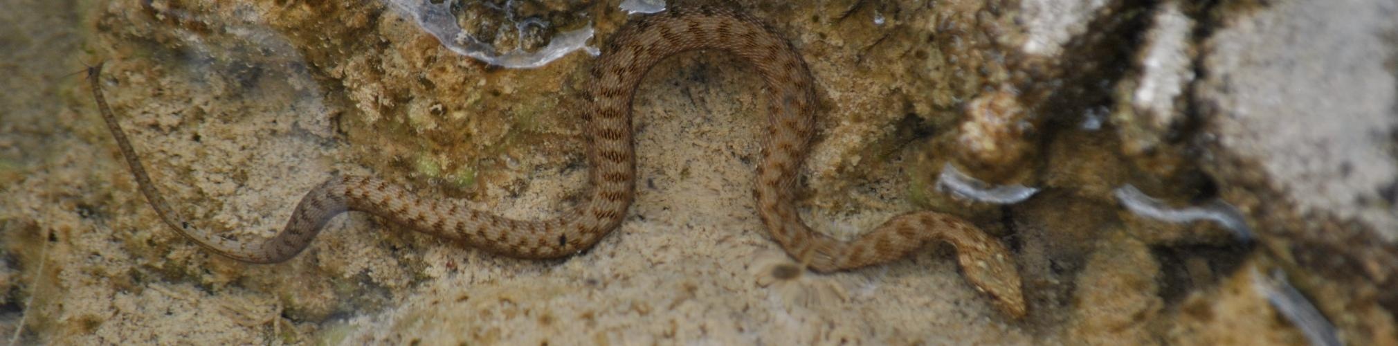 Culebra viperina Natrix maura. Río Tus (Autor: Jaime Fraile)