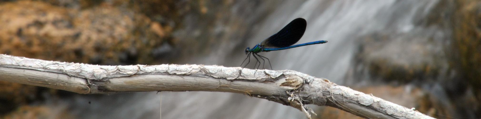 Calopterix xanthostoma. Arroyo de la Fuente del Tejo, Jaén (Autor: Jaime Fraile)