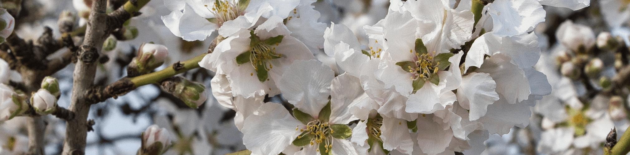 Flores de almendro. Sierra de Carrascoy, Murcia (Autor: José Antonio Vera)