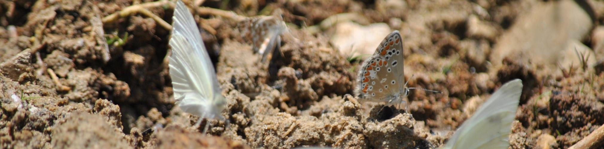 Mariposas en el Río Tus (Autor: Jaime Fraile)