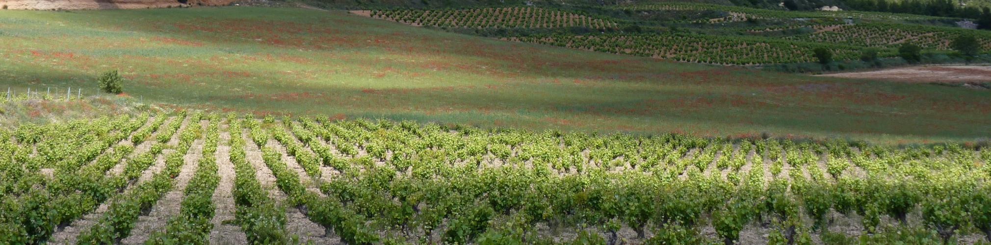 Valle del Aceniche. Bullas, Murcia (Autor: Manuel Carballo)