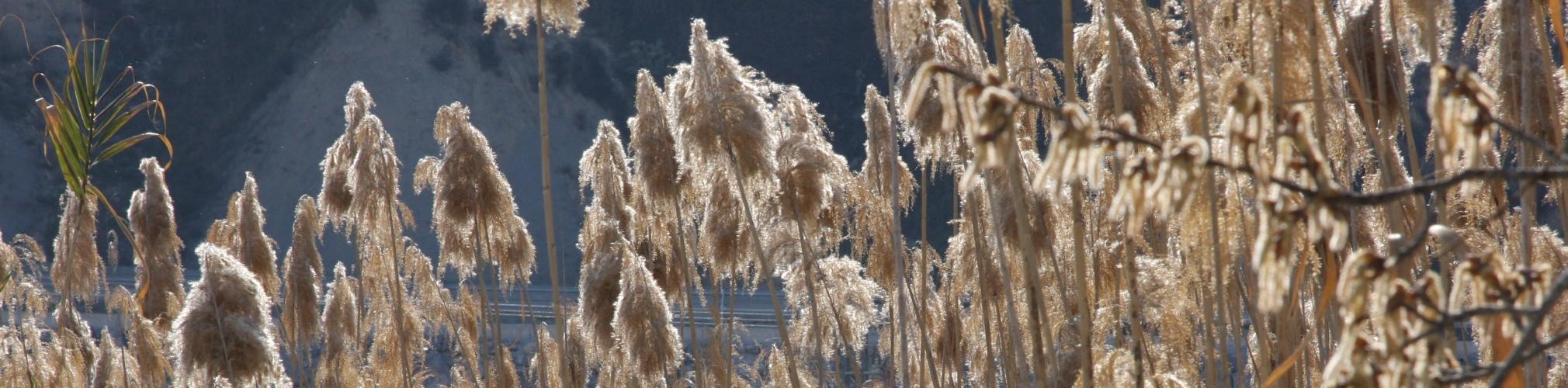 Penachos de cañas Arundo Donax. Río Segura, Abarán (Autor: José Antonio Vera)