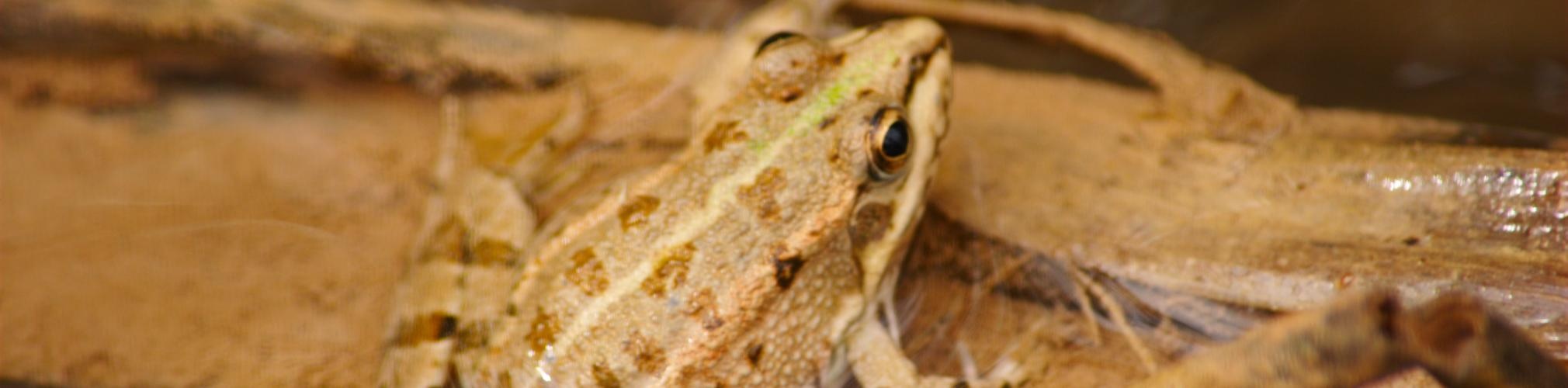 Rana verde Pelophylax perezi. Río Quipar, Cehegín (Autor: Jaime Fraile)