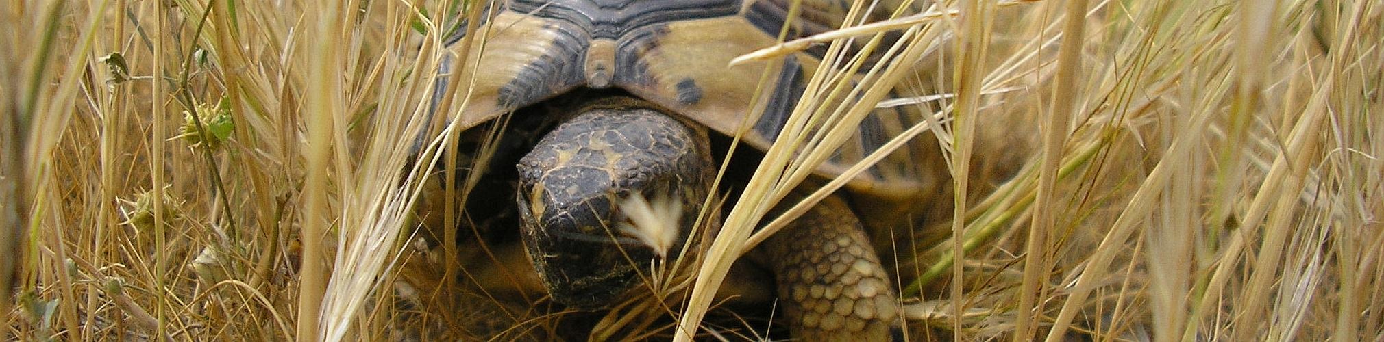 Tortuga mora. Lorca, Murcia  (Autor: Lope Lorenzo)