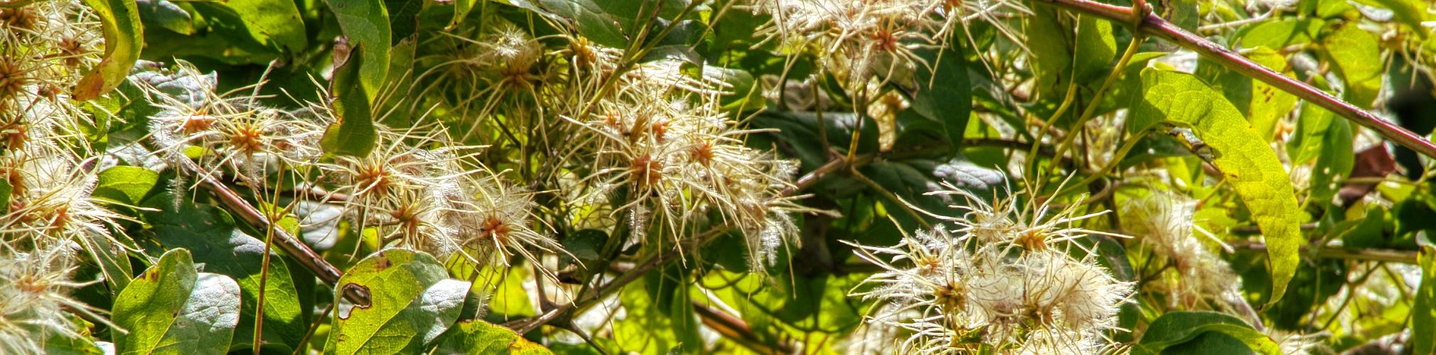 Clematis Vitalba. Río de la Vega. Riopar, Albacete (Autor: José Antonio Vera)