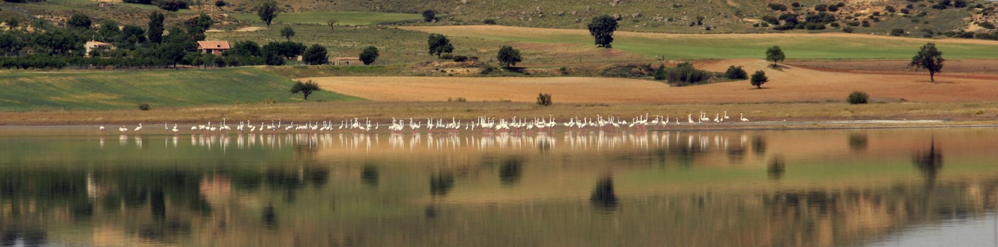 Laguna Salada de Petrola. Flamencos, Petrola. Albacete