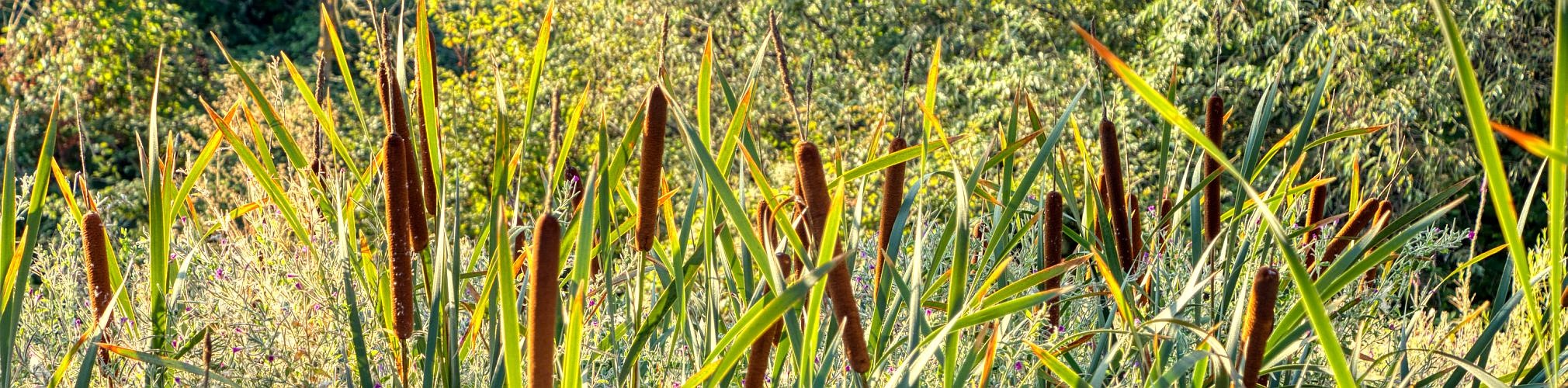 Typha Domingensis. Riopar, Albacete (Autor: José Antonio Vera)