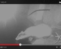 /descargas/cuenca/segurariverlink/noticias/img/videotejon.jpg