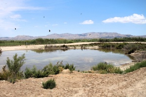 La CHS contribuye al récord de 13 polladas de cerceta pardilla en las Lagunas de La R 