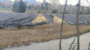 La CHS continúa las obras de recuperación del bosque de ribera del río Segura tras el 